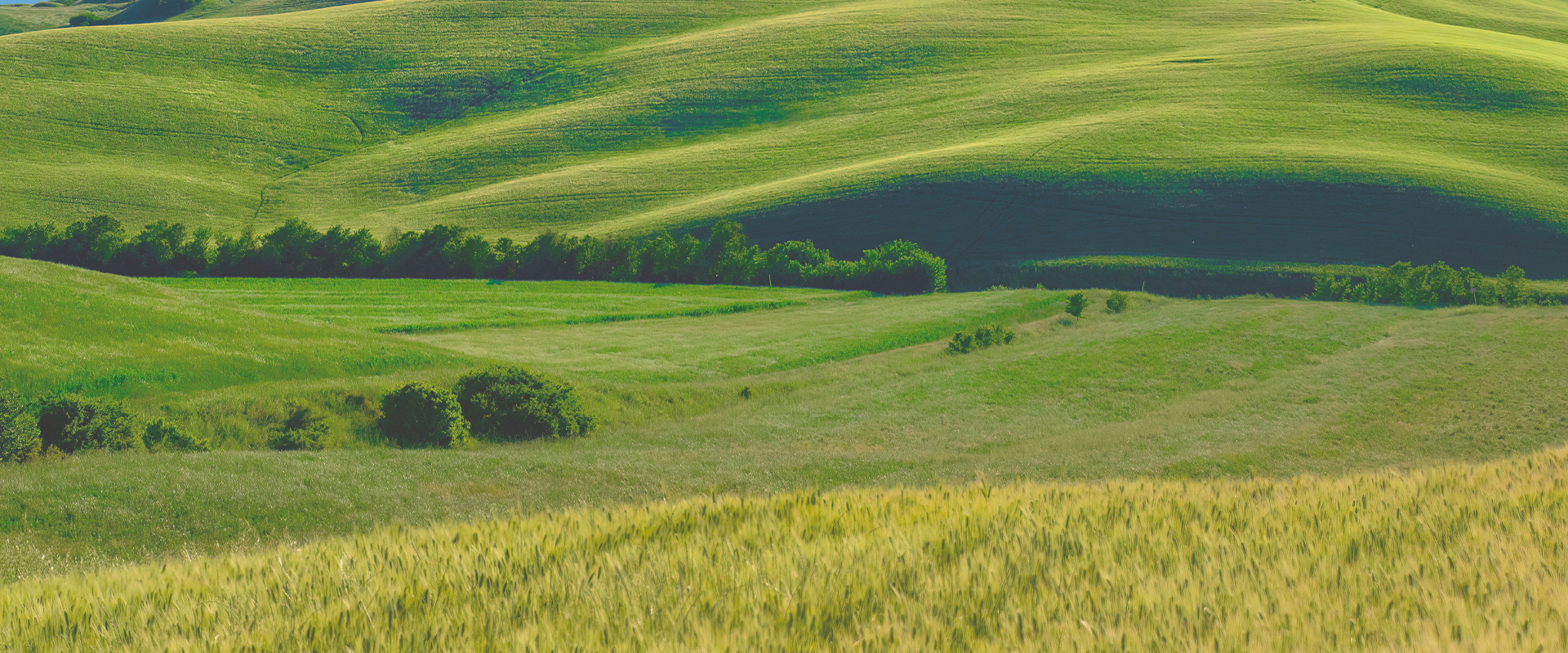 background nature - GS imballaggi